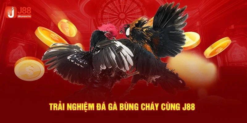 J88 là nhà cái có tỷ lệ đá gà cực hấp dẫn